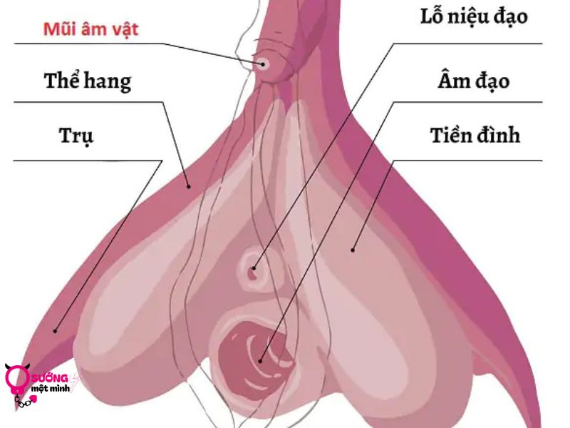 Hột le là bộ phận rất nhạy cảm của âm vật