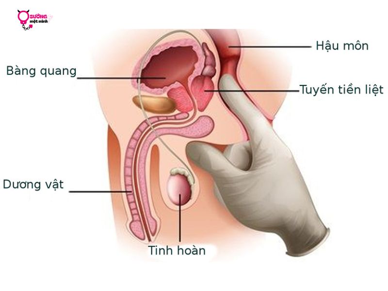 Lợi ích khi sử dụng máy massage tuyến tiền liệt