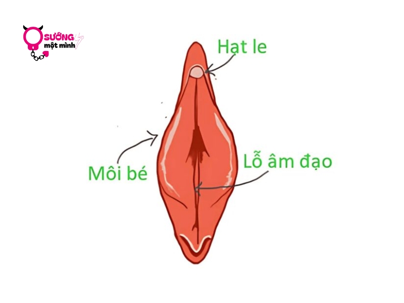 Hột Le Là Gì? Tại Sao Là “Chìa Khóa” Của Khoái Cảm?