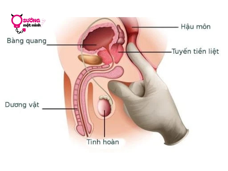 Điểm G Của Đàn Ông – Khám Phá 3 Bí Mật Khoái Cảm Nam Giới 1 Điểm G của đàn ông nằm ở vị trí nào?
